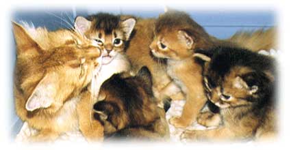 ���ꂳ��Ǝq�L